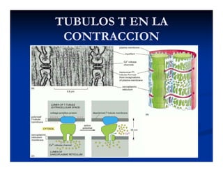 TUBULOS T EN LATUBULOS T EN LA
CONTRACCIONCONTRACCION
 