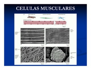 CELULAS MUSCULARESCELULAS MUSCULARES
 