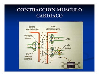CONTRACCION MUSCULOCONTRACCION MUSCULO
CARDIACOCARDIACO
 