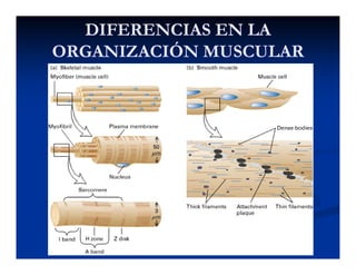 DIFERENCIAS EN LADIFERENCIAS EN LA
ORGANIZACIÓN MUSCULARORGANIZACIÓN MUSCULARORGANIZACIÓN MUSCULARORGANIZACIÓN MUSCULAR
 