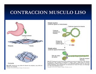 CONTRACCION MUSCULO LISOCONTRACCION MUSCULO LISOCONTRACCION MUSCULO LISOCONTRACCION MUSCULO LISO
 