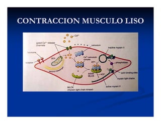 CONTRACCION MUSCULO LISOCONTRACCION MUSCULO LISOCONTRACCION MUSCULO LISOCONTRACCION MUSCULO LISO
 