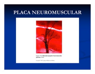 PLACA NEUROMUSCULARPLACA NEUROMUSCULARPLACA NEUROMUSCULARPLACA NEUROMUSCULAR
 