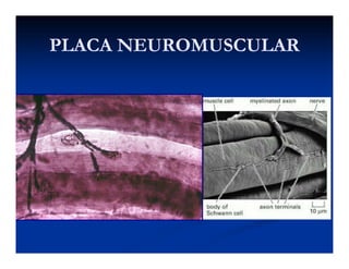 PLACA NEUROMUSCULARPLACA NEUROMUSCULARPLACA NEUROMUSCULARPLACA NEUROMUSCULAR
 