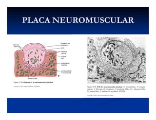 PLACA NEUROMUSCULARPLACA NEUROMUSCULARPLACA NEUROMUSCULARPLACA NEUROMUSCULAR
 