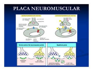 PLACA NEUROMUSCULARPLACA NEUROMUSCULAR
 