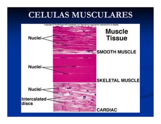 CELULAS MUSCULARESCELULAS MUSCULARES
 