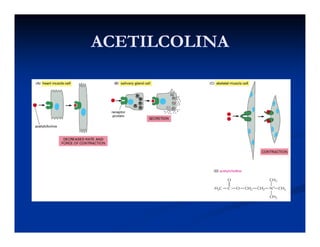 ACETILCOLINAACETILCOLINAACETILCOLINAACETILCOLINA
 