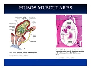 HUSOS MUSCULARESHUSOS MUSCULARES
 