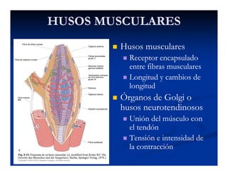 HUSOS MUSCULARESHUSOS MUSCULARES
Husos muscularesHusos musculares
Receptor encapsuladoReceptor encapsulado
entre fibras muscularesentre fibras musculares
Longitud y cambios deLongitud y cambios deLongitud y cambios deLongitud y cambios de
longitudlongitud
Órganos de Golgi oÓrganos de Golgi oÓrganos de Golgi oÓrganos de Golgi o
husos neurotendinososhusos neurotendinosos
Unión del músculo conUnión del músculo con
el tendónel tendón
Tensión e intensidad deTensión e intensidad de
la contracciónla contracción
 