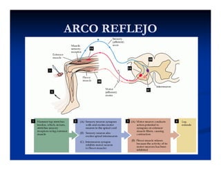 ARCO REFLEJOARCO REFLEJOARCO REFLEJOARCO REFLEJO
 