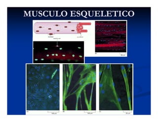 MUSCULO ESQUELETICOMUSCULO ESQUELETICO
 