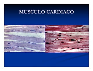 MUSCULO CARDIACOMUSCULO CARDIACOMUSCULO CARDIACOMUSCULO CARDIACO
 