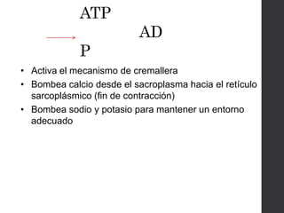 ATP
AD
P
• Activa el mecanismo de cremallera
• Bombea calcio desde el sacroplasma hacia el retículo
sarcoplásmico (fin de contracción)
• Bombea sodio y potasio para mantener un entorno
adecuado
 