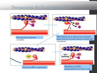 Secuencia de la contracción
Formación de puentes
cruzados
Movimiento de la cabeza de la miosina
para tirar de la actina hacia el centro del
sarcómero
Unión de ATP y separación Hidrólisis de ATP y
preparación de un nuevo ciclo.
 
