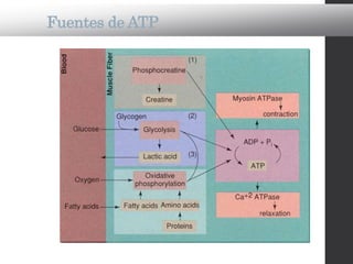Fuentes de ATP
 