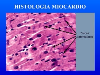 HISTOLOGIA MIOCARDIO
 