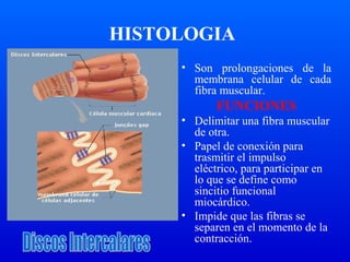 HISTOLOGIA
• Son prolongaciones de la
membrana celular de cada
fibra muscular.
FUNCIONES
• Delimitar una fibra muscular
de otra.
• Papel de conexión para
trasmitir el impulso
eléctrico, para participar en
lo que se define como
sincitio funcional
miocárdico.
• Impide que las fibras se
separen en el momento de la
contracción.
 