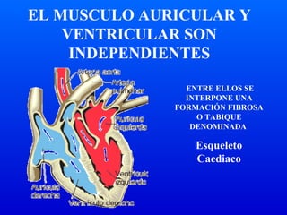 ENTRE ELLOS SE
INTERPONE UNA
FORMACIÓN FIBROSA
O TABIQUE
DENOMINADA
Esqueleto
Caediaco
EL MUSCULO AURICULAR Y
VENTRICULAR SON
INDEPENDIENTES
 