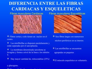 Fibras musculares Cardiacas Fibras musculares Esqueléticas
 Fibras cortas y solo tienen un nucleo en el
centro.
 Las miofibrillas se disponen paralelamente y
están separadas por el sarcoplasma.
 La membrana denominada sarcolema se
invagina y forma a nivel de la linea z los tubulos
T.
 Hay mayor cantidad de, mitocondrias (25%)
y glucogeno.
 Son fibras largas con numerosos
núcleos perifericos en su interior.
 Las miofibrillas se encuentran
agrupadas en paquetes
El músculo esqueletico es voluntario.
DIFERENCIA ENTRE LAS FIBRAS
CARDIACAS Y ESQUELETICAS
 