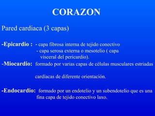 Pared cardiaca (3 capas)
-Epicardio : - capa fibrosa interna de tejido conectivo
- capa serosa externa o mesotelio ( capa
visceral del pericardio).
-Miocardio: formado por varias capas de células musculares estriadas
cardíacas de diferente orientación.
-Endocardio: formado por un endotelio y un subendotelio que es una
fina capa de tejido conectivo laxo.
CORAZON
 