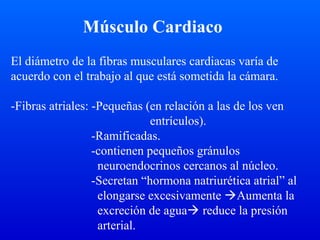 Músculo Cardiaco
El diámetro de la fibras musculares cardiacas varía de
acuerdo con el trabajo al que está sometida la cámara.
-Fibras atriales: -Pequeñas (en relación a las de los ven
entrículos).
-Ramificadas.
-contienen pequeños gránulos
neuroendocrinos cercanos al núcleo.
-Secretan “hormona natriurética atrial” al
elongarse excesivamente Aumenta la
excreción de agua reduce la presión
arterial.
 