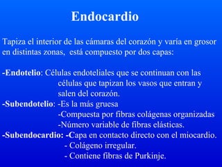 Endocardio
Tapiza el interior de las cámaras del corazón y varía en grosor
en distintas zonas, está compuesto por dos capas:
-Endotelio: Células endoteliales que se continuan con las
células que tapizan los vasos que entran y
salen del corazón.
-Subendotelio: -Es la más gruesa
-Compuesta por fibras colágenas organizadas
-Número variable de fibras elásticas.
-Subendocardio: -Capa en contacto directo con el miocardio.
- Colágeno irregular.
- Contiene fibras de Purkinje.
 