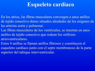 Esqueleto cardiaco
En los atrios, las fibras musculares convergen a unos anillos
de tejido conectivo denso situados alrededor de los orígenes de
las arterias aorta y pulmonar.
Las fibras musculares de los ventrículos, se insertan en unos
anillos de tejido conectivo que rodean los orificios
atrioventriculares.
Estos 4 anillos se llaman anillos fibrosos y constituyen el
esqueleto cardíaco junto con el septo membranoso de la parte
superior del tabique interventricular.
 