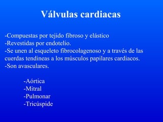 Válvulas cardiacas
-Compuestas por tejido fibroso y elástico
-Revestidas por endotelio.
-Se unen al esqueleto fibrocolagenoso y a través de las
cuerdas tendineas a los músculos papilares cardiacos.
-Son avasculares.
-Aórtica
-Mitral
-Pulmonar
-Tricúspide
 