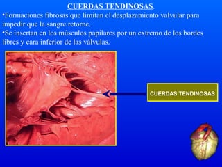 CUERDAS TENDINOSAS.
•Formaciones fibrosas que limitan el desplazamiento valvular para
impedir que la sangre retorne.
•Se insertan en los músculos papilares por un extremo de los bordes
libres y cara inferior de las válvulas.
CUERDAS TENDINOSAS
 