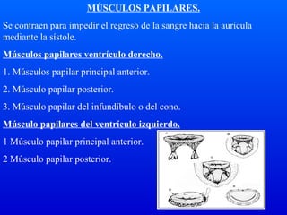 MÚSCULOS PAPILARES.
Se contraen para impedir el regreso de la sangre hacia la auricula
mediante la sístole.
Músculos papilares ventrículo derecho.
1. Músculos papilar principal anterior.
2. Músculo papilar posterior.
3. Músculo papilar del infundíbulo o del cono.
Músculo papilares del ventrículo izquierdo.
1 Músculo papilar principal anterior.
2 Músculo papilar posterior.
 