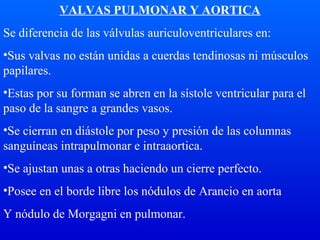 VALVAS PULMONAR Y AORTICA
Se diferencia de las válvulas auriculoventriculares en:
•Sus valvas no están unidas a cuerdas tendinosas ni músculos
papilares.
•Estas por su forman se abren en la sístole ventricular para el
paso de la sangre a grandes vasos.
•Se cierran en diástole por peso y presión de las columnas
sanguíneas intrapulmonar e intraaortica.
•Se ajustan unas a otras haciendo un cierre perfecto.
•Posee en el borde libre los nódulos de Arancio en aorta
Y nódulo de Morgagni en pulmonar.
 