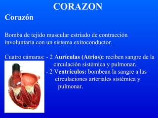 Corazón
Bomba de tejido muscular estriado de contracción
involuntaria con un sistema exitoconductor.
Cuatro cámaras: - 2 Aurículas (Atrios): reciben sangre de la
circulación sistémica y pulmonar.
- 2 Ventrículos: bombean la sangre a las
circulaciones arteriales sistémica y
pulmonar.
CORAZON
 