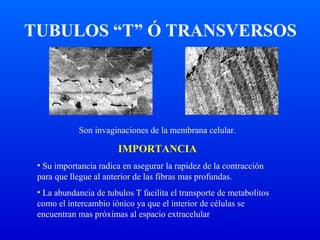 Son invaginaciones de la membrana celular.
IMPORTANCIA
• Su importancia radica en asegurar la rapidez de la contracción
para que llegue al anterior de las fibras mas profundas.
• La abundancia de tubulos T facilita el transporte de metabolitos
como el intercambio iónico ya que el interior de células se
encuentran mas próximas al espacio extracelular
TUBULOS “T” Ó TRANSVERSOS
 