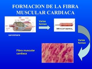 FORMACION DE LA FIBRA
MUSCULAR CARDIACA
Varias
forman
sarcómera
Varias
forman
Fibra muscular
cardiaca
 