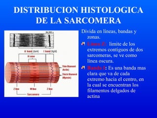 DISTRIBUCION HISTOLOGICA
DE LA SARCOMERA
Divida en líneas, bandas y
zonas.
Línea Z: limite de los
extremos contiguos de dos
sarcomeras, se ve como
línea oscura.
Banda I: Es una banda mas
clara que va de cada
extremo hacia el centro, en
la cual se encuentran los
filamentos delgados de
actina
 