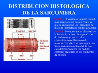DISTRIBUCION HISTOLOGICA
DE LA SARCOMERA
• Banda A: Constituye la parte central,
mas oscura en sus dos extremos ya
que se encuentran los filamentos de
miosina intercalados con los de actina.
• Zona H: Se encuentra en el centro de
la banda A, es mas clara que el resto
de las barras ya que en el se
encuentran solo filamentos de
miosina. Divida en su centro por una
línea mas oscura o línea M, la cual
esta determinada por los nódulos
centrales presentes en los filamentos
de miosina.
 