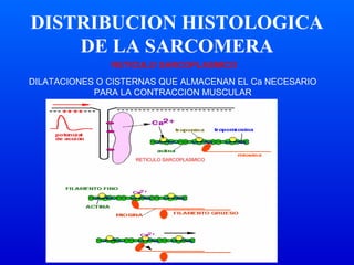 DISTRIBUCION HISTOLOGICA
DE LA SARCOMERA
DILATACIONES O CISTERNAS QUE ALMACENAN EL Ca NECESARIO
PARA LA CONTRACCION MUSCULAR
RETICULO SARCOPLASMICO
RETICULO SARCOPLASMICO
 