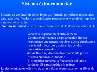 Sistema éxito-conductor
Sistema de conducción de los impulsos formado por células musculares
cardíacas modificadas y especializadas para generar y conducir impulsos
a través del corazón.
Nódulo sinoatrial: -marcapaso situado cerca de la desembocadura de la
vena cava superior en el atrio derecho.
-Células experimentan despolarización rítmica
espontánea que genera impulsos que se desplazan a
través del miocardio y activan las células
musculares normales.
-Envuelto en tejido conectivo e inervado por el
Sistema Nervioso Autónomo.
El simpático aumenta la frecuencia del latido
cardíaco. El parasimpático la reduce.
La despolarización eléctrica de estas células se propaga por las fibras de
 