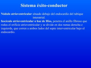 Sistema éxito-conductor
Nódulo atrioventricular situado debajo del endocardio del tabique
interatrial.
fascículo atrioventricular o haz de Hiss, penetra el anillo fibroso que
rodea el orificio atrioventricular y se divide en dos ramas derecha e
izquierda, que corren a ambos lados del septo interventricular bajo el
endocardio.
 
