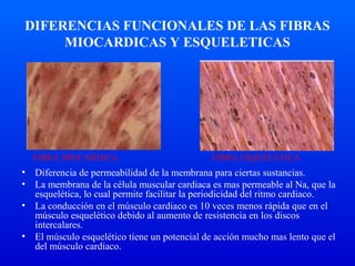DIFERENCIAS FUNCIONALES DE LAS FIBRAS
MIOCARDICAS Y ESQUELETICAS
• Diferencia de permeabilidad de la membrana para ciertas sustancias.
• La membrana de la célula muscular cardiaca es mas permeable al Na, que la
esquelética, lo cual permite facilitar la periodicidad del ritmo cardiaco.
• La conducción en el músculo cardiaco es 10 veces menos rápida que en el
músculo esquelético debido al aumento de resistencia en los discos
intercalares.
• El músculo esquelético tiene un potencial de acción mucho mas lento que el
del músculo cardiaco.
FIBRA MIOCARDICA FIBRA ESQUELETICA
 