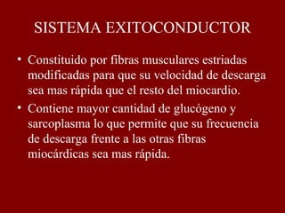 • Constituido por fibras musculares estriadas
modificadas para que su velocidad de descarga
sea mas rápida que el resto del miocardio.
• Contiene mayor cantidad de glucógeno y
sarcoplasma lo que permite que su frecuencia
de descarga frente a las otras fibras
miocárdicas sea mas rápida.
SISTEMA EXITOCONDUCTOR
 