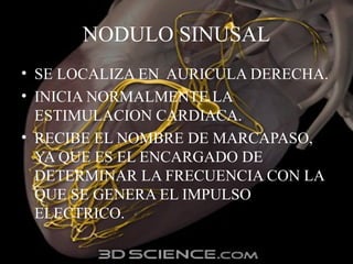 NODULO SINUSAL
• SE LOCALIZA EN AURICULA DERECHA.
• INICIA NORMALMENTE LA
ESTIMULACION CARDIACA.
• RECIBE EL NOMBRE DE MARCAPASO,
YA QUE ES EL ENCARGADO DE
DETERMINAR LA FRECUENCIA CON LA
QUE SE GENERA EL IMPULSO
ELECTRICO.
 