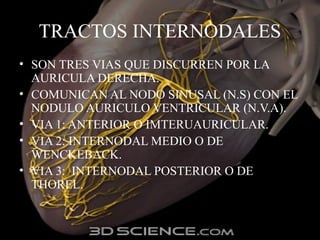 TRACTOS INTERNODALES
• SON TRES VIAS QUE DISCURREN POR LA
AURICULA DERECHA.
• COMUNICAN AL NODO SINUSAL (N.S) CON EL
NODULO AURICULO VENTRICULAR (N.V.A).
• VIA 1: ANTERIOR O IMTERUAURICULAR.
• VIA 2: INTERNODAL MEDIO O DE
WENCKEBACK.
• VIA 3: INTERNODAL POSTERIOR O DE
THOREL.
 
