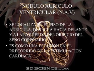 NODULO AURICULO
VENTRICULAR (N.A.V)
• SE LOCALIZA EN EL PISO DE LA
AURICULA, DERECHA HACIA DELANTE
Y A LA IZQUIERDA DEL ORIFICIO DEL
SENO CORONARIO.
• ES COMO UNA ESTACION EN EL
RRECORRIDO DE LA ESTIMULACION
CARDIACA.
 