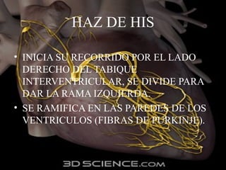 HAZ DE HIS
• INICIA SU RECORRIDO POR EL LADO
DERECHO DEL TABIQUE
INTERVENTRICULAR, SE DIVIDE PARA
DAR LA RAMA IZQUIERDA.
• SE RAMIFICA EN LAS PAREDES DE LOS
VENTRICULOS (FIBRAS DE PURKINJE).
 