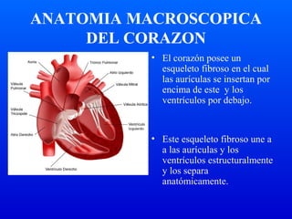 ANATOMIA MACROSCOPICA
DEL CORAZON
• El corazón posee un
esqueleto fibroso en el cual
las aurículas se insertan por
encima de este y los
ventrículos por debajo.
• Este esqueleto fibroso une a
a las aurículas y los
ventrículos estructuralmente
y los separa
anatómicamente.
 