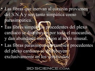 • Las fibras que inervan al corazón provienen
del S.N.A y son tanto simpática como
parasimpática.
• Las fibras simpáticas procedentes del plexo
cardiaco se distribuyen por todo el miocardio,
y dan abundante inervacion al nodo sinusal.
• Las fibras parasimpaticas también procedentes
del plexo cardiaco se distribuyen
exclusivamente en los ventrículos.
 