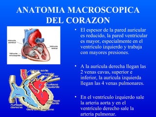 ANATOMIA MACROSCOPICA
DEL CORAZON
• El espesor de la pared auricular
es reducido, la pared ventricular
es mayor, especialmente en el
ventrículo izquierdo y trabaja
con mayores presiones.
• A la aurícula derecha llegan las
2 venas cavas, superior e
inferior, la aurícula izquierda
llegan las 4 venas pulmonares.
• En el ventrículo izquierdo sale
la arteria aorta y en el
ventrículo derecho sale la
arteria pulmonar.
 