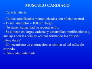 MUSCULO CARDIACO
- Células ramificadas mononucleadas con núcleo central.
- 15 um. diámetro – 100 um. largo.
- No tienen capacidad de regeneración.
- Se alinean en largas cadenas y desarrollan ramificaciones y
anclajes con las células vecinas formando los “discos
intercalares”.
- El mecanismo de contracción es similar al del músculo
estriado.
- Ritmicidad inherente.
Características
 